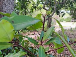 Rapanea melanophloeos leaves not clustered